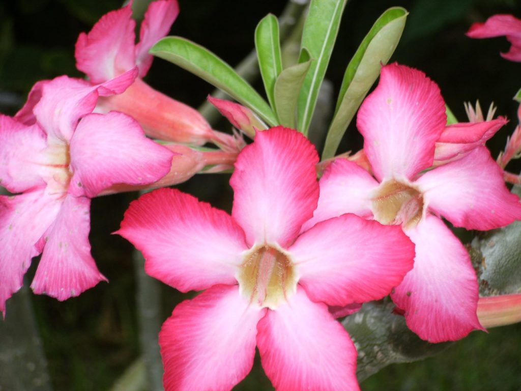 Flores, Indonesia