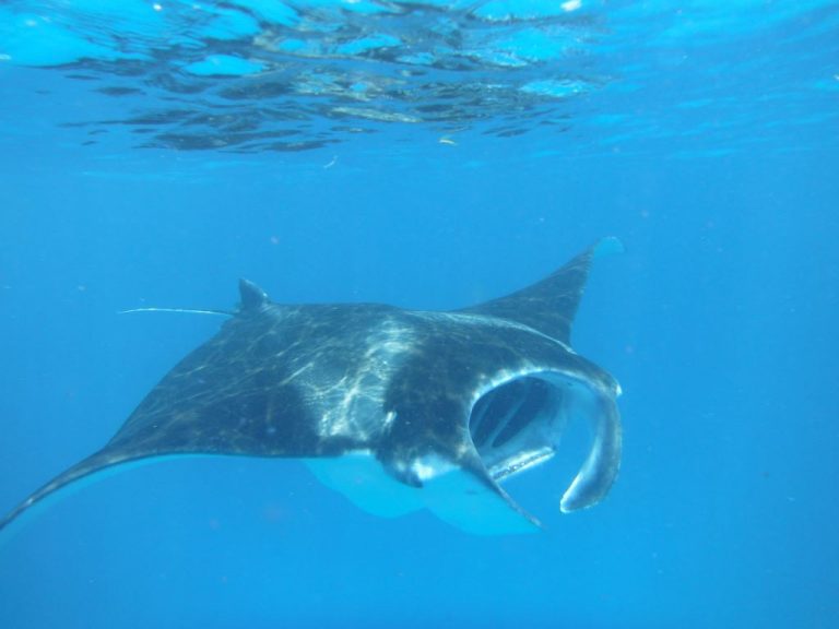 Lakshadweep diving