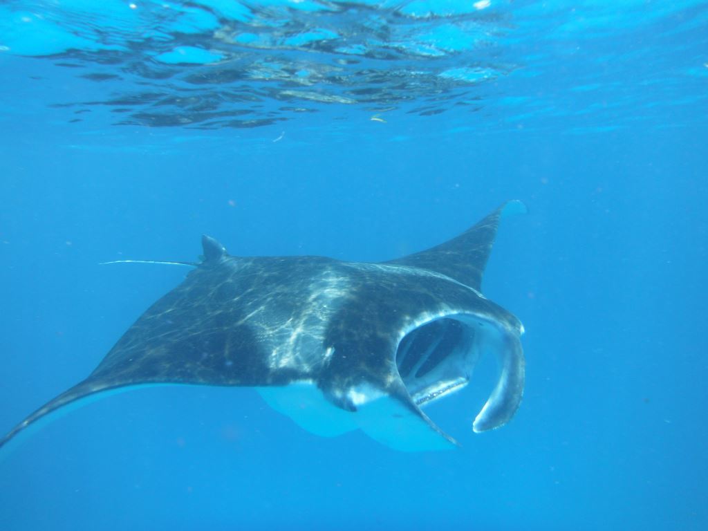 Dive or snorkel in Maldives with these magnificent Manta rays