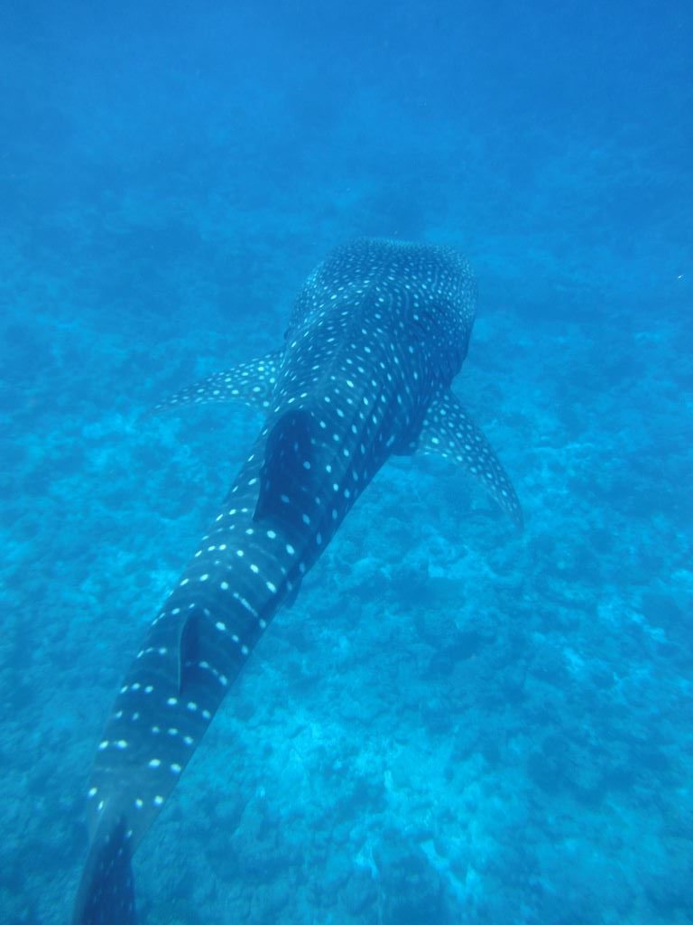 Maledivy Whale shark, alias žralok obrovský.