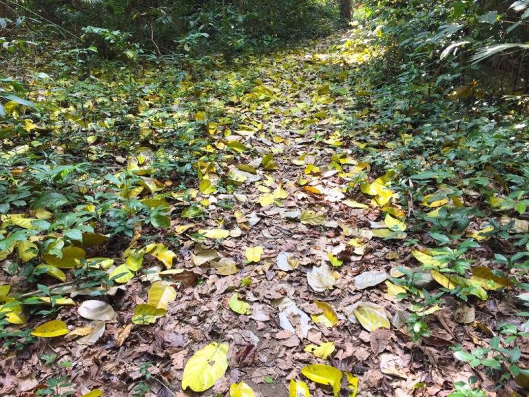 Jungle walk to Saddle Peak, North Andaman Jungle walk to Saddle Peak, North Andaman