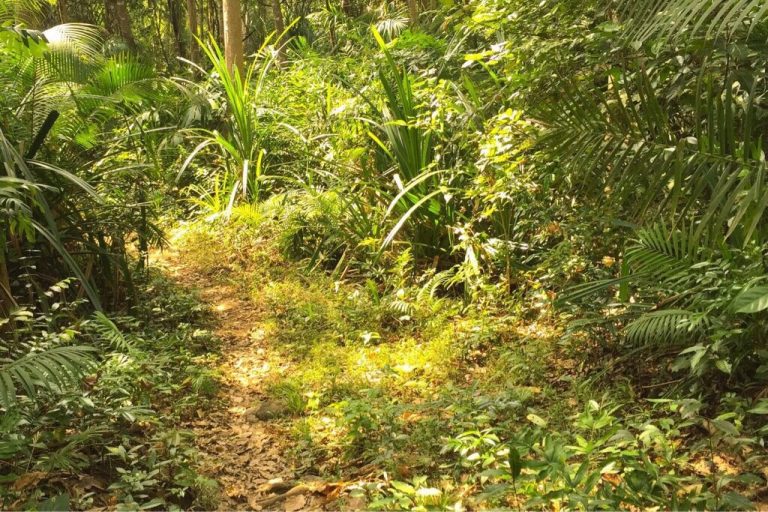 Jungle walk to Saddle Peak, North Andaman Jungle walk to Saddle Peak, North Andaman