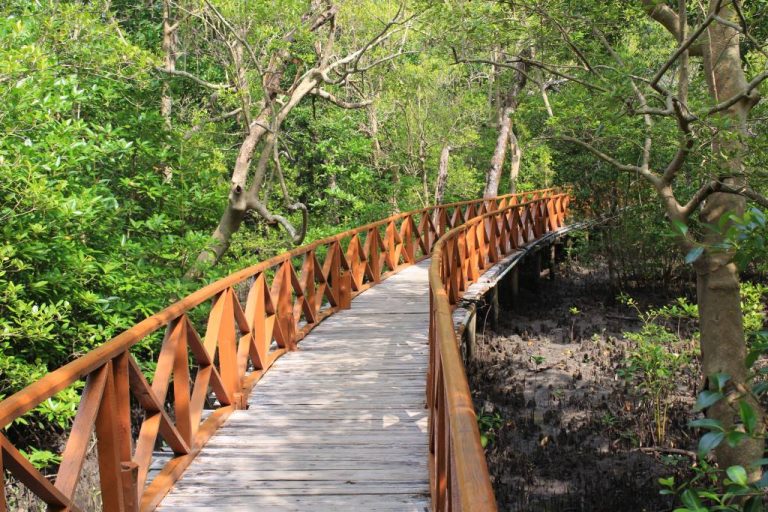 Dhani Nallah Mangrove, Middle Andaman Dhani Nallah Mangrove, Middle Andaman
