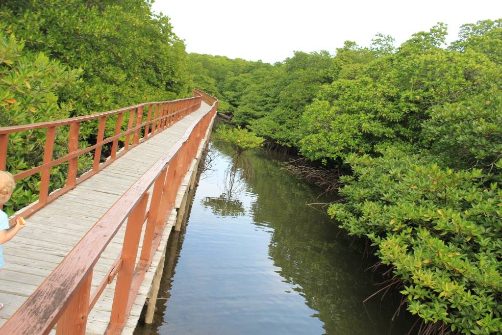 Mangroves at Middle Andaman