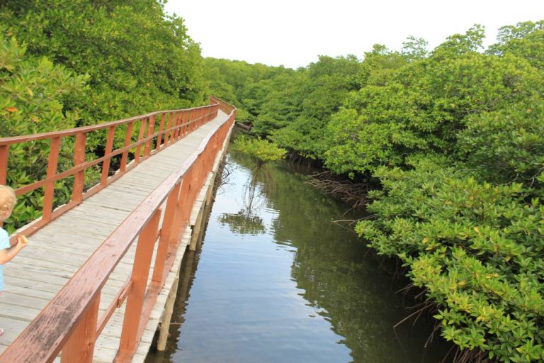 Mangroves at Middle Andaman Mangroves at Middle Andaman