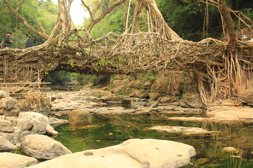 Easy to reach living root bridge