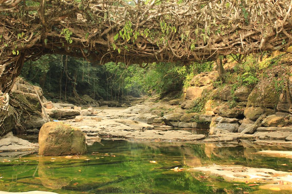 Strong and resilent root bridge near Riwai village