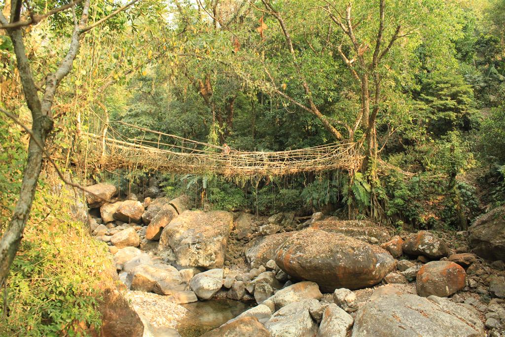 Ritimmen root bridge 