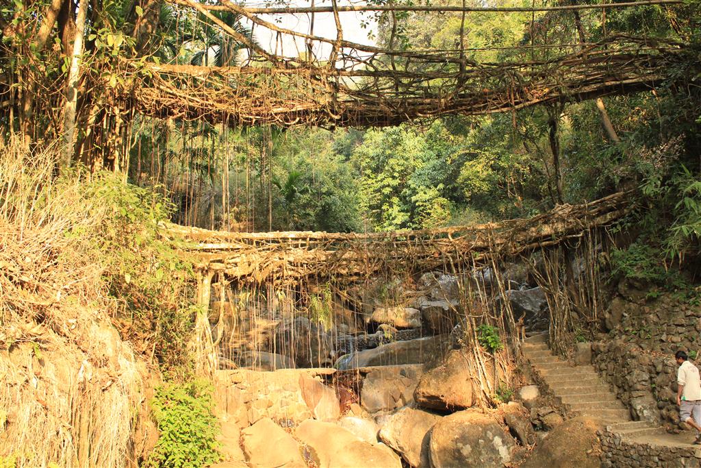 Double Decker living root bridge