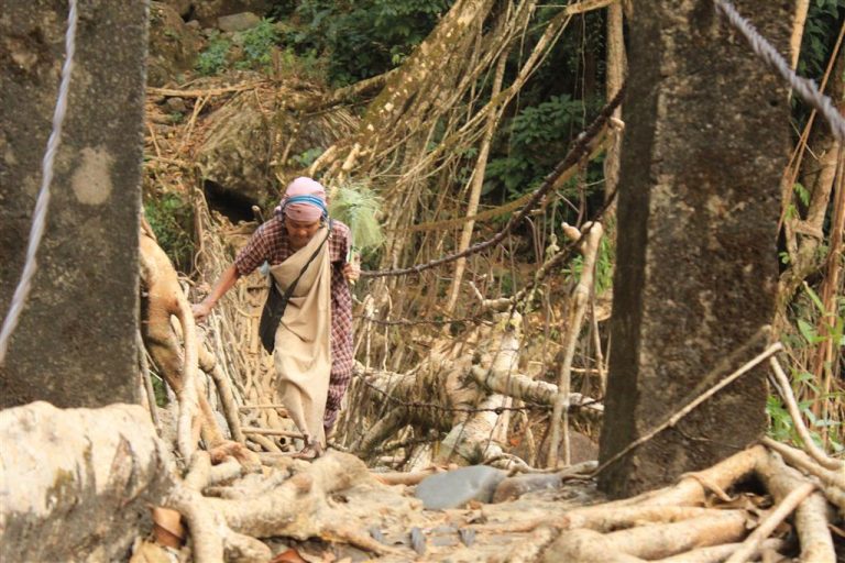 Root bridges are essential for locals