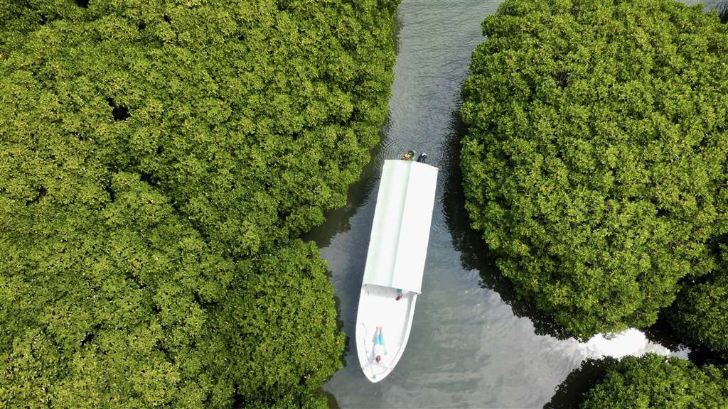 Mangroves at Farasan island